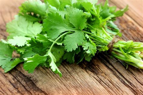 Cilantro Beneficios Propiedades Y Para Qué Sirve ¡con Recetas