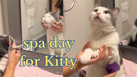 I Gave My Cat A Spa Day Purring And Brushing Asmr Youtube