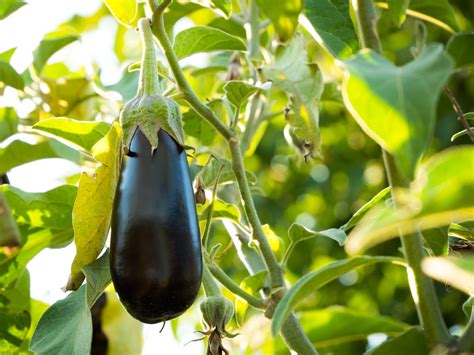 Brinjal Eggplant Farming A Brief Guide For Best Cultivation