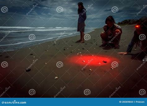 People Watching Hatchlings Highlighted by Flashlight Scurrying To the Water during Olive Ridley ...