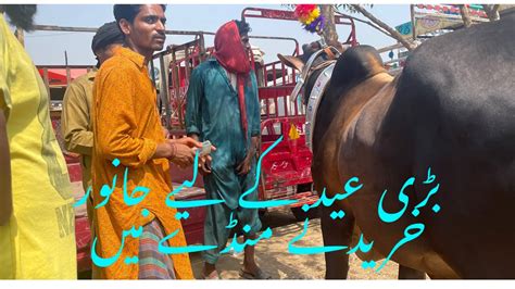 Lahore Mandi Lag Gai Shahpur Kanjra Mandi Lahore Mandi Vlog Cow