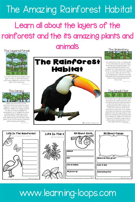 All About The Amazing Rainforest Habitat For Primary Grades