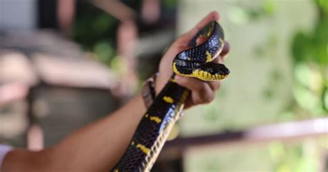 Sonhar Cobra O Que Significa E Como Interpretar