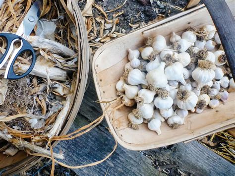 How To Store Garlic From The Garden Storables