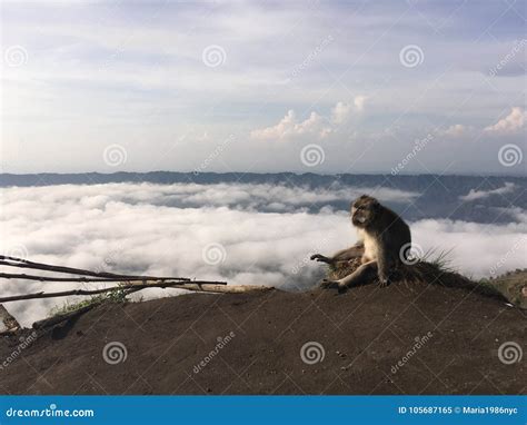 Macaca Fascicularis Cangrejo Comiendo El Macaque O El Macaque De Cola