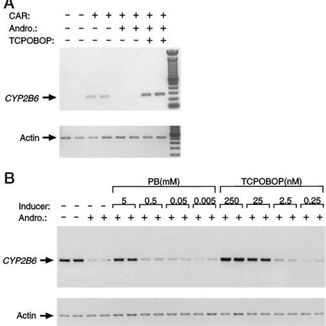 Car Mediated Induction Of Cyp B Mrna In Hepg Cells A Hepg Cells