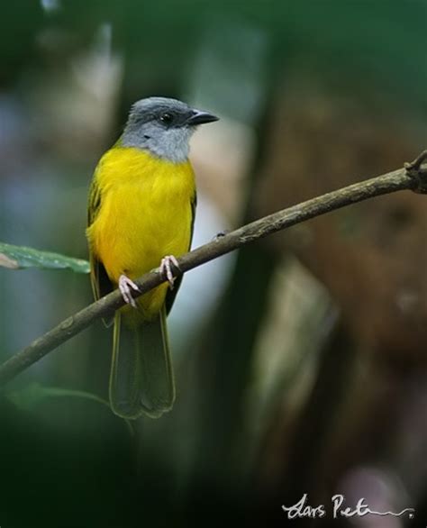 Grey Headed Tanager Birds Of Venezuela Bird Images From Foreign