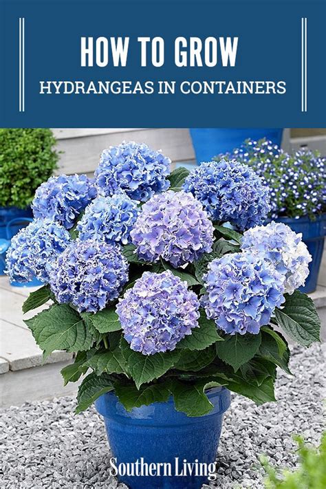 Ways To Grow Hydrangeas In Containers Growing Hydrangeas