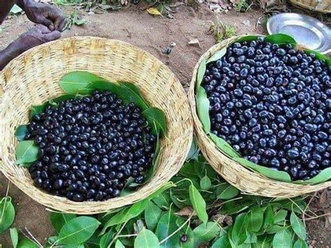 Jamun Fruit Cultivation In India • India Gardening