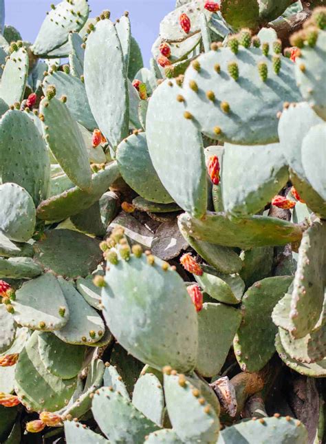 Why Hair and Skin Need Prickly Pear Seed Oil – Moroccanzest