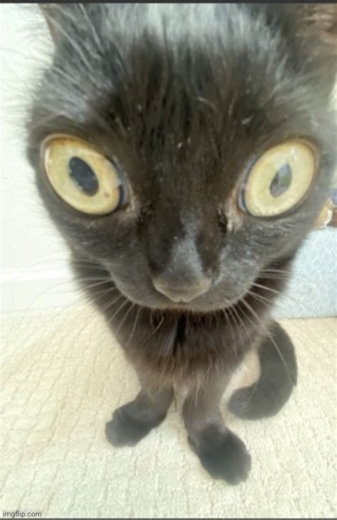 Cat Imgflip