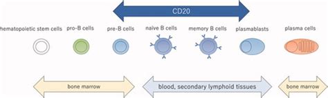 Full Article B Cell Depletion Therapy For Multiple Sclerosis