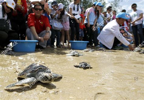 Thais Release Hawksbill Green Turtle Babys Editorial Stock Photo