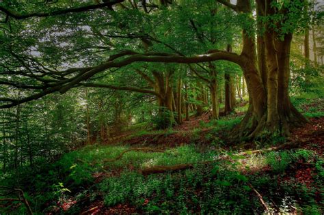 Forest Desktop Backgrounds - Wallpaper Cave