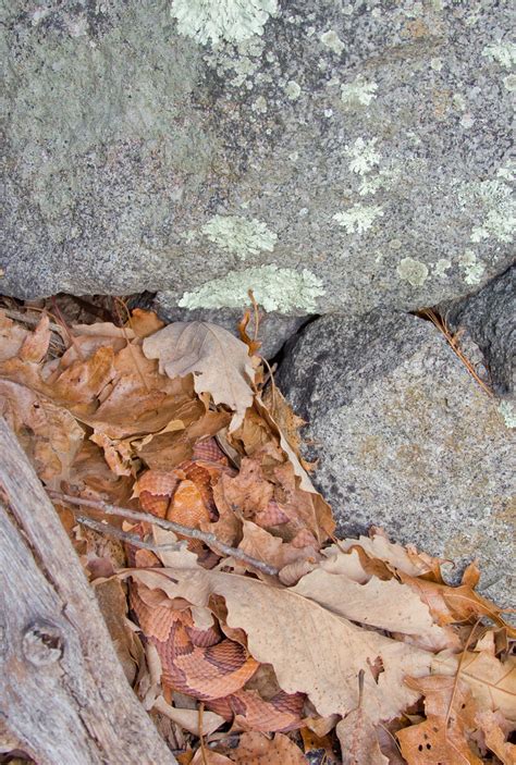 Northern Copperhead Found Nov 12th MA Mark Lotterhand Flickr