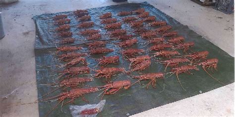 Two Men Fined 15k Each Over Illegal Rock Lobster Haul Off Shoalwater