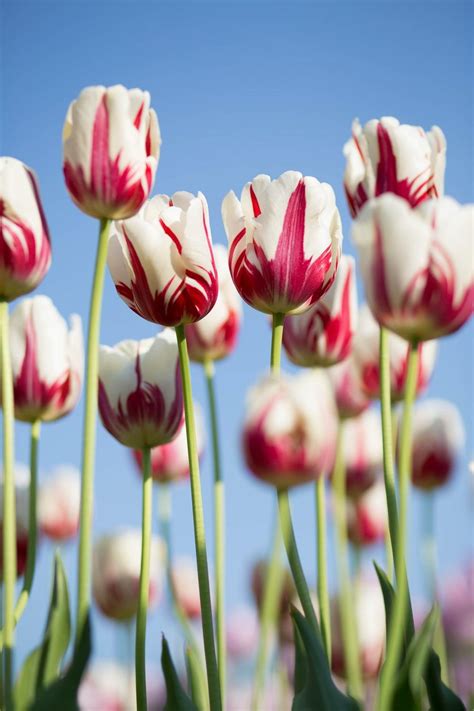 Tulip Phone Wallpapers Top Free Tulip Phone Backgrounds Wallpaperaccess