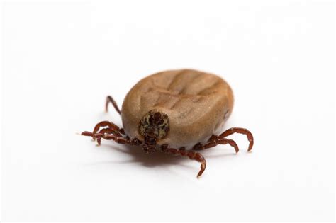Ticks