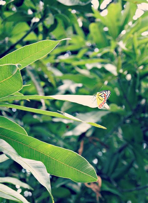 Free Images Tree Nature Branch Leaf Flower Green Jungle Insect Botany Butterfly