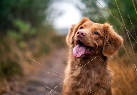 İstanbul Valiliği Sokak Köpeklerinin Toplanması Talimatı Verdi