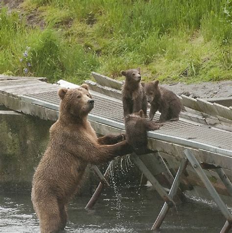 Grizzly Bear Facts: Animals of North America - WorldAtlas