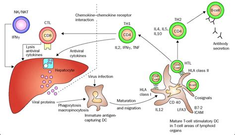 Can you be naturally immune to hepatitis B? – killerinsideme.com