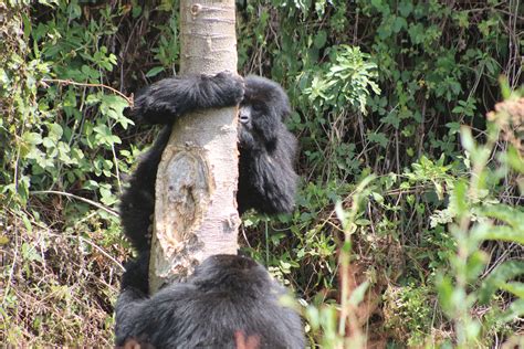 Days Uganda Primates Adventure Early Trails Expeditions