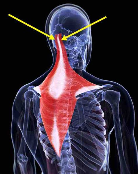 Pain Behind Ears And Down The Neck When Turning Head Left Or Right Side