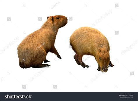 Capybara Hydrochoerus Hydrochaeris Isolated On White Stock Photo