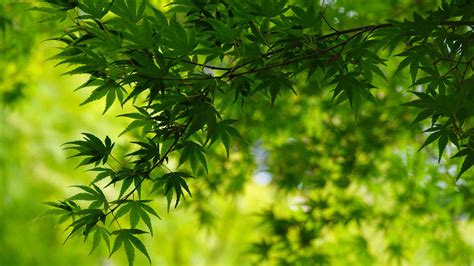 Green Leafed Trees Branches In Blur Green Leaves Background K Hd