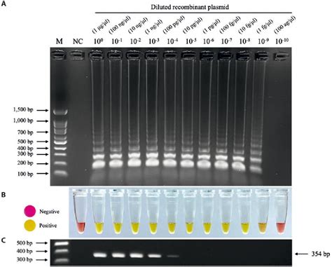 Figure 2 From Development Of The Colorimetric Loop Mediated Isothermal