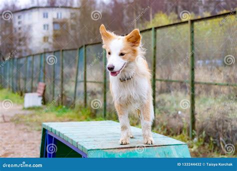 Border Collie. Dog on the Agility Sports Ground Obstacle in Agility Trial Stock Photo - Image of ...