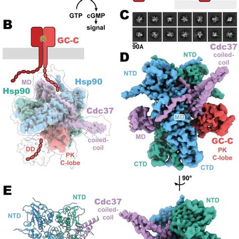 Composition And CryoEM Structure Of The GC C Hsp90 Cdc37 Regulatory