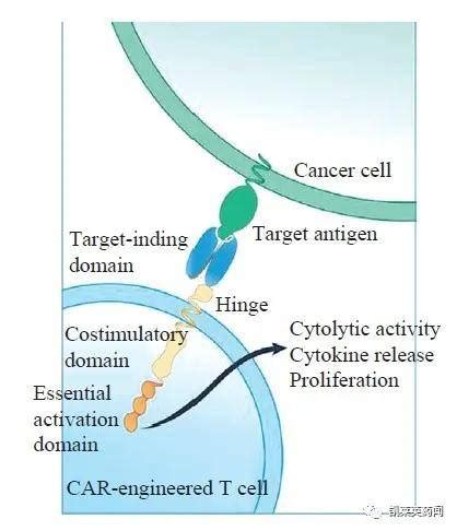 国内CAR T疗法最新研发进展 细胞