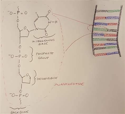 The Structure Of Dna Emma Benjaminson Mechanical Engineering