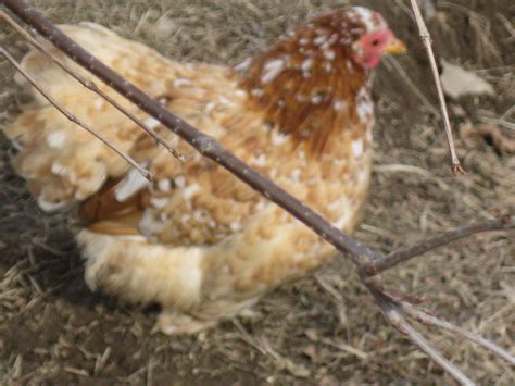 Mille Fleur Bantam Cochin Hen Backyard Chickens Learn How To Raise
