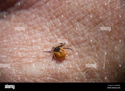 La Tique Femelle De Haricot De Ricin Mesure Environ 3 Millimètres De
