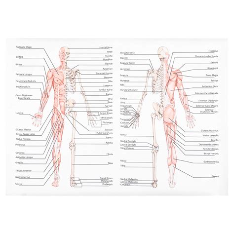 Buy Iplusmile Muscular System Muscular Skeletal System Anatomical Human