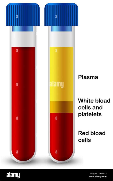 Blood Composition Of Platelets Red Blood And White Blood Cells In