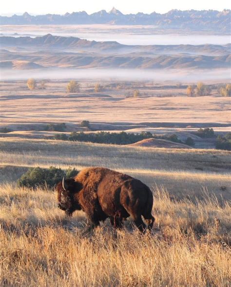 Dl On Twitter Rt Americanindian Morning Badlands South