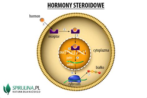 Hormony Steroidowe Algi Spirulina I Chlorella