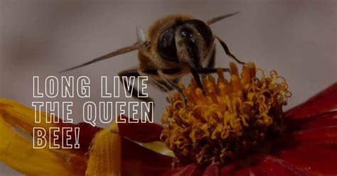 What Is A Queen Bee Facts About Queen Bee Beesstyle