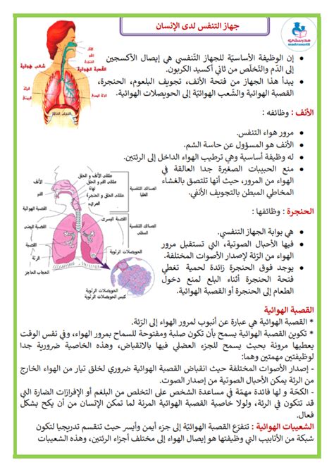 جهاز التنفس لدى الانسان موقع مدرستي