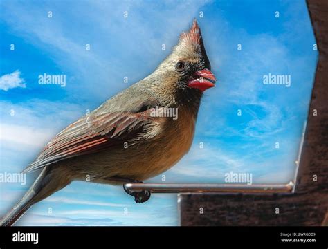 a female Northern Cardinal on the bird feeder Stock Photo - Alamy