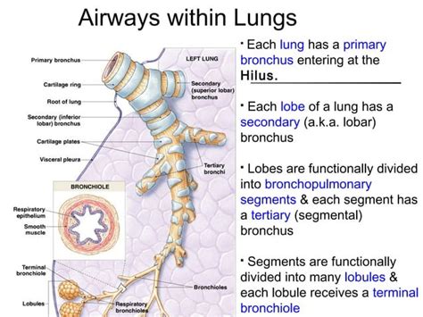 Basic Pulmonary Anatomy Ppt