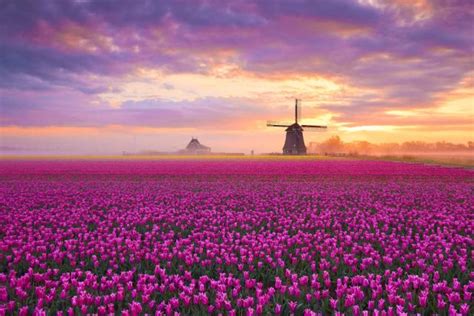 Los Campos De Flores M S Bonitos Del Mundo