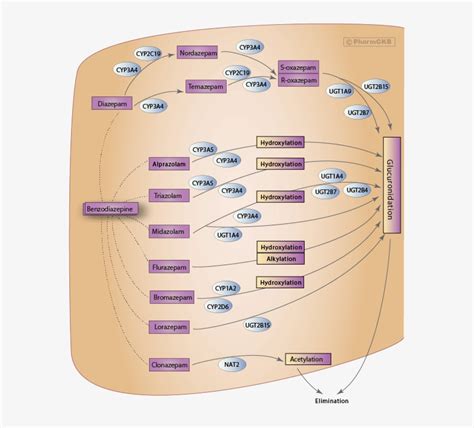 Metabolism Diagram