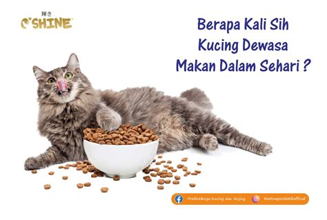 Berapa Kali Memberi Makan Kucing Tirto Mall