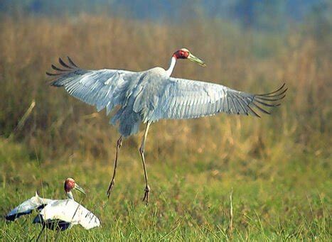 Navegaon National Park Maharashtra