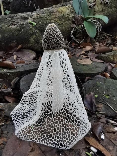 Bridal Veil Stinkhorn Photographer Unknown In Stuffed